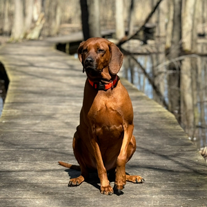 Fundraising Page: Joshua Belisle